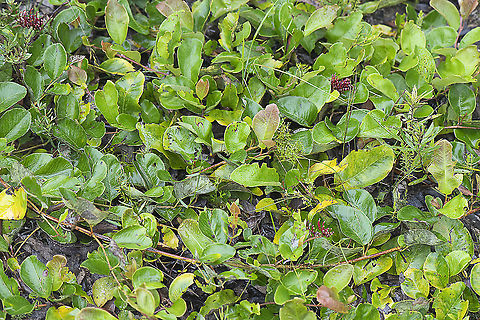 Grevillea laurifolia - Laurel-leaf grevillea  Australia,Geotagged,Grevillea laurifolia,Summer
