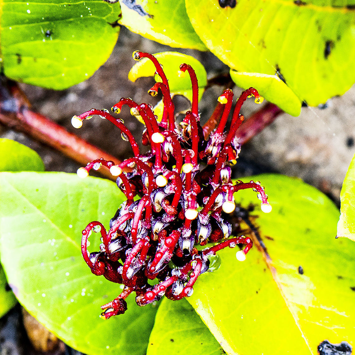 Grevillea laurifolia - Laurel-leaf grevillea  Australia,Geotagged,Grevillea laurifolia,Summer