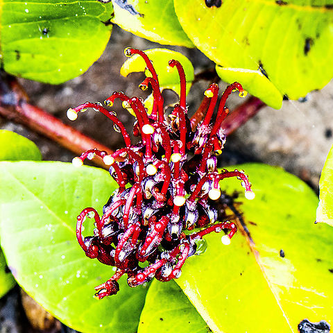 Grevillea laurifolia - Laurel-leaf grevillea  Australia,Geotagged,Grevillea laurifolia,Summer