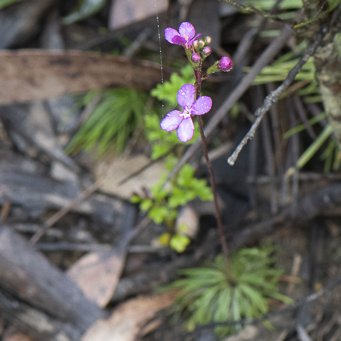 Stylidium  Australia,Geotagged,Narrow-leaf Trigger Plant,Stylidium lineare,Summer