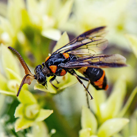 Bottlebrush Sawfly - Pterygophorus cinctus The males of all species have extravagantly pectinate antennae, Australia,Bottlebrush sawfly,Geotagged,Pterygophorus cinctus,Summer