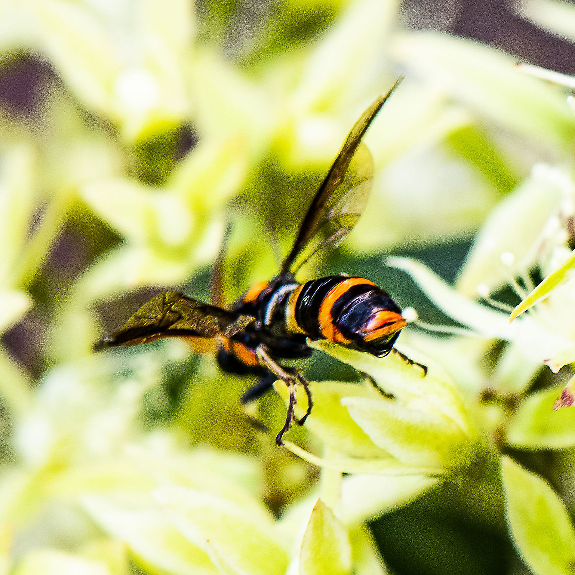 Bringing Up The Rear - Pterygophorus cinctus - Bottlebrush Sawfly  Australia,Bottlebrush sawfly,Geotagged,Pterygophorus cinctus,Summer
