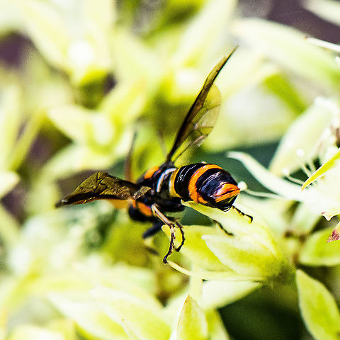 Bringing Up The Rear - Pterygophorus cinctus - Bottlebrush Sawfly  Australia,Bottlebrush sawfly,Geotagged,Pterygophorus cinctus,Summer