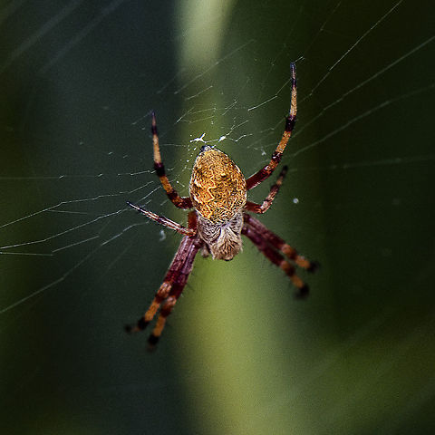 Orb Weaver Spider - Araneus arenaceus
