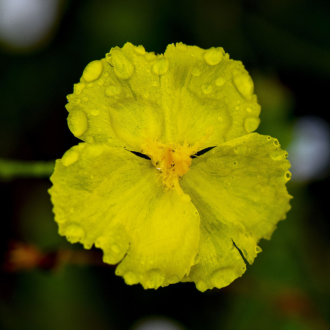 Yellow Beauty -Guinea Flower ?  Australia,Blue Mountains Guinea Flower,Branched goodenia,Geotagged,Hibbertia bracteata,Summer