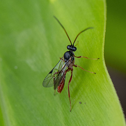 Ichneumon Wasp - Heteropelma scaposum ?  Australia,Geotagged,Heteropelma scaposum,Two-toned caterpillar parasite