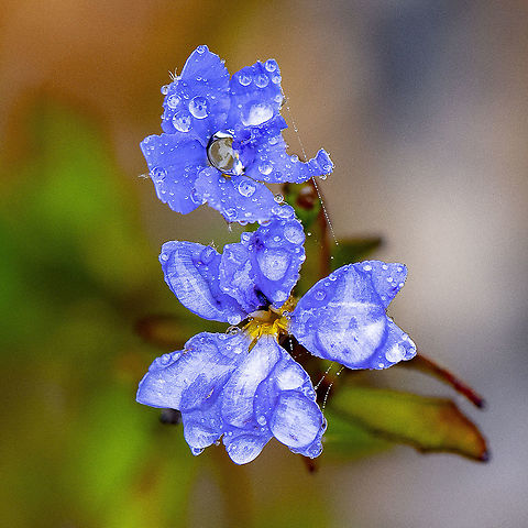 Blue Dampiera