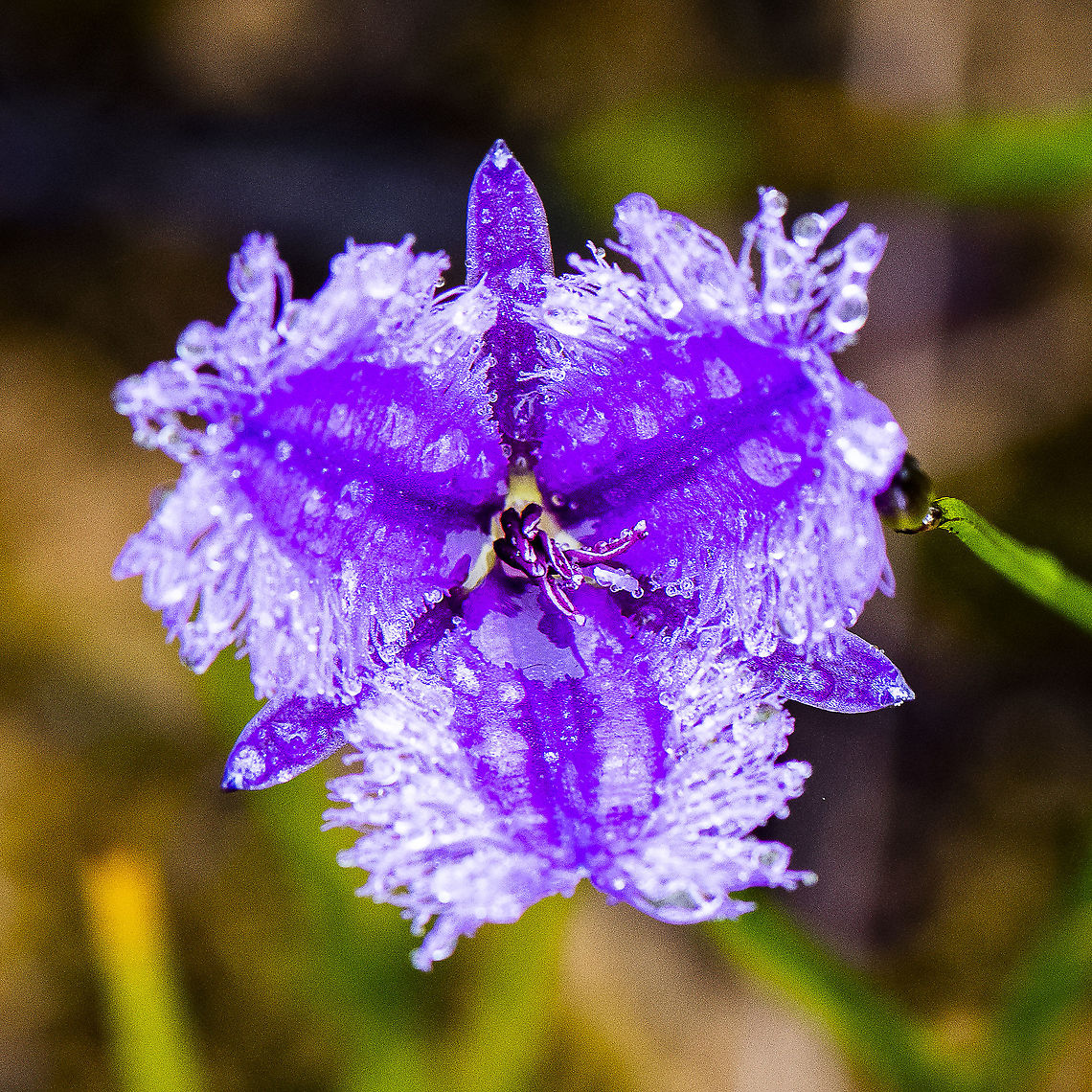 Thysanotus juncifolius - The fringe-lily Interesting colour variation Australia,Fringe-lily,Geotagged,Summer,Thysanotus juncifolius