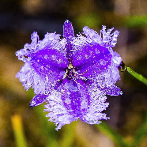 Thysanotus juncifolius - The fringe-lily Interesting colour variation Australia,Fringe-lily,Geotagged,Summer,Thysanotus juncifolius