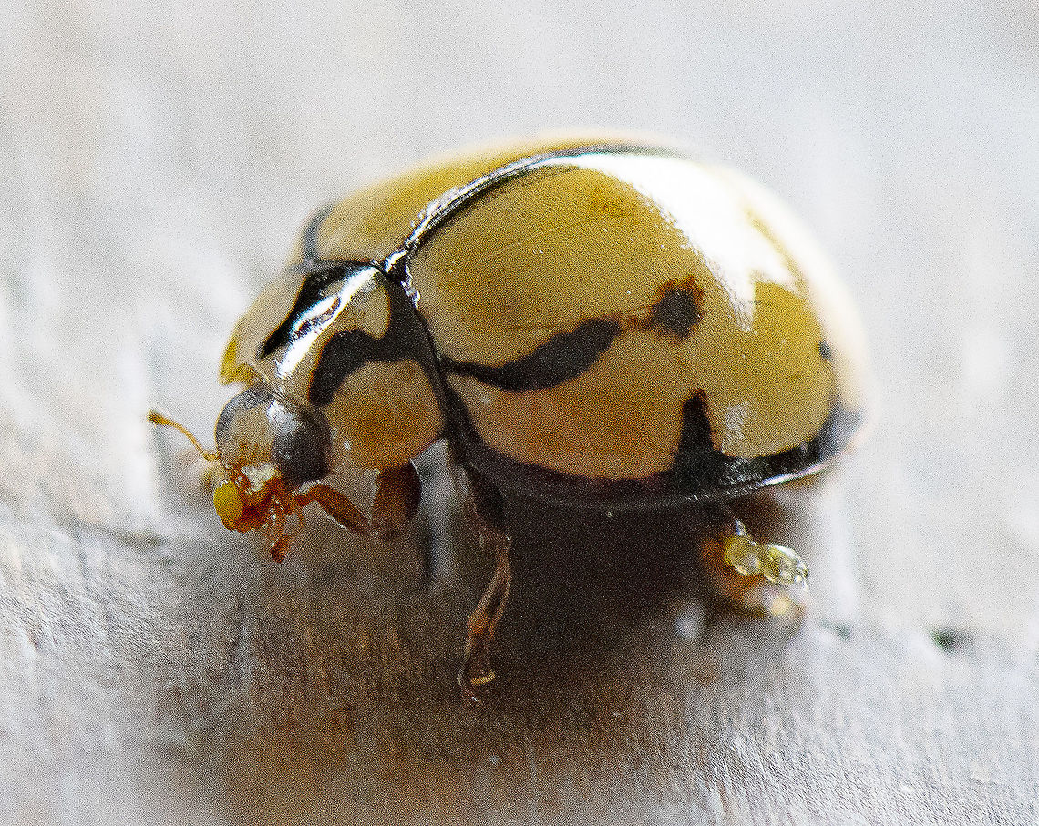 Variable Lady Beetle - Coelophora inaequalis <a href="https://www.ozanimals.com/Insect/Variable-Ladybird-striped-form/Coelophora/inaequalis" rel="nofollow">https://www.ozanimals.com/Insect/Variable-Ladybird-striped-form/Coelophora/inaequalis</a> 2.html Australia,Coelophora inaequalis,Geotagged,Summer,Variable Ladybird