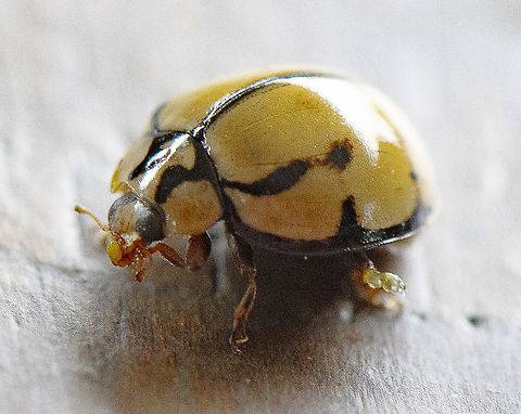 Variable Lady Beetle - Coelophora inaequalis https://www.ozanimals.com/Insect/Variable-Ladybird-striped-form/Coelophora/inaequalis 2.html Australia,Coelophora inaequalis,Geotagged,Summer,Variable Ladybird