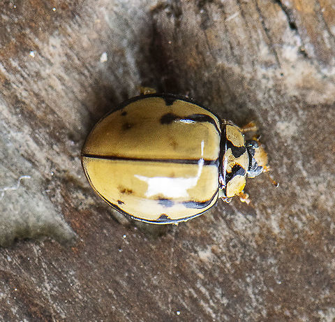 Variable Lady Beetle - Coelophora inaequalis  Australia,Coelophora inaequalis,Geotagged,Summer,Variable Ladybird