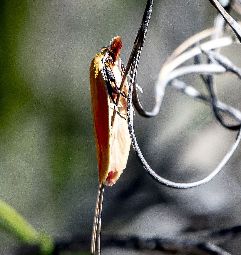 Wingia rectiorella  Australia,Geotagged,Spring