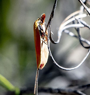 Wingia rectiorella  Australia,Geotagged,Spring