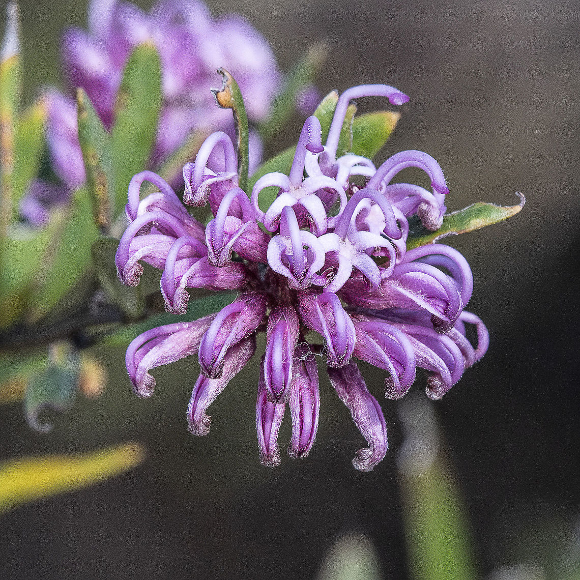 Pink Spider Flower  Australia,Geotagged,Grevillea buxifolia,Grevillea sericea,Grey Spider Flower,Pink Spider Flower,Spring