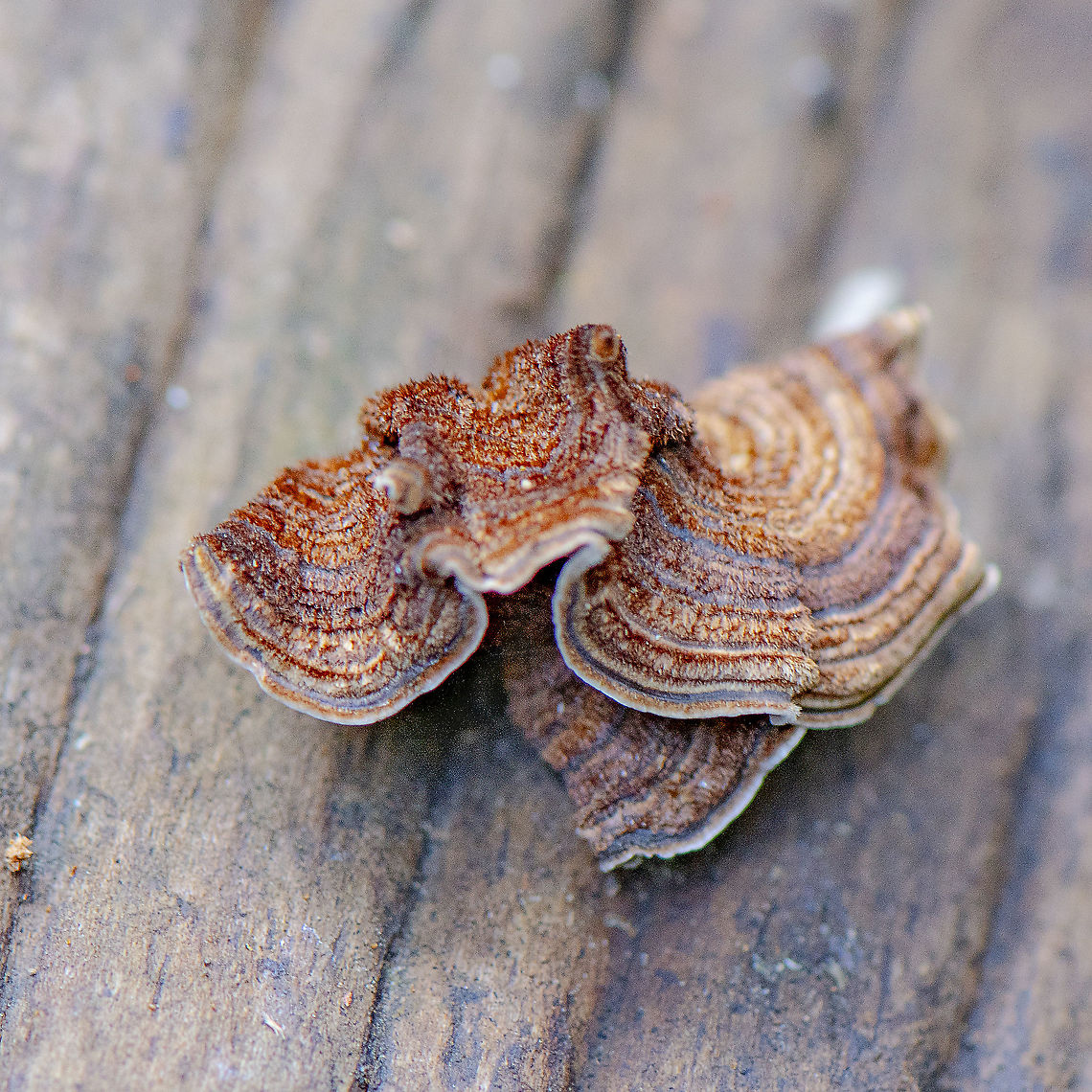 Fungus  Australia,Geotagged,Spring