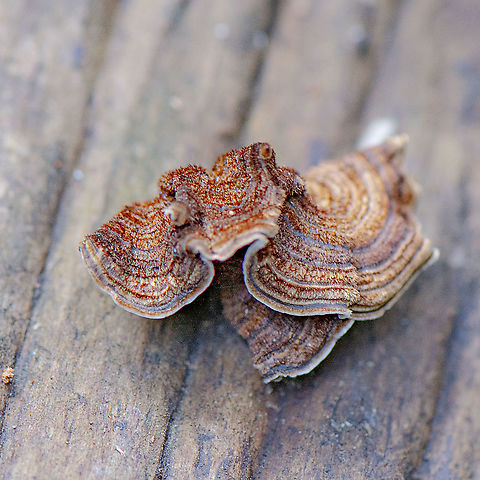 Fungus  Australia,Geotagged,Spring