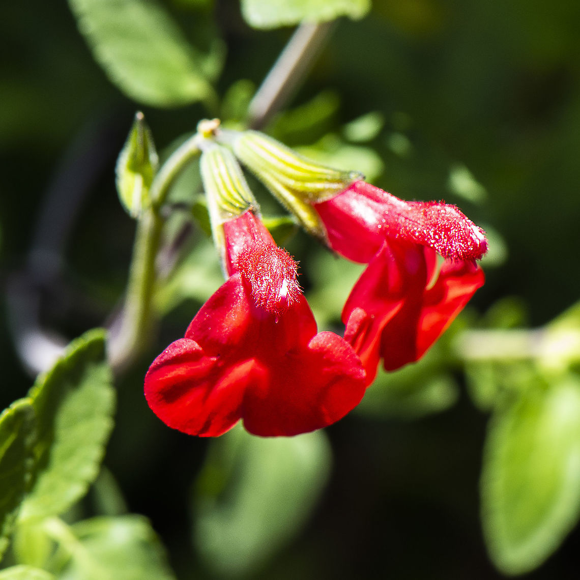 Salvia Microphylla - Hybrid - Huntingdon  Australia,Baby sage,Geotagged,Salvia microphylla,Summer