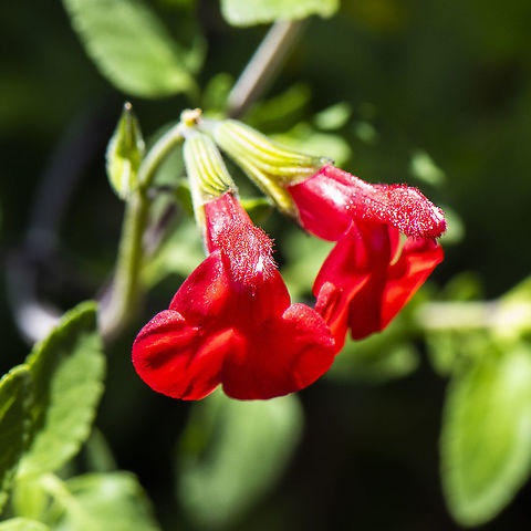 Salvia Microphylla - Hybrid - Huntingdon  Australia,Baby sage,Geotagged,Salvia microphylla,Summer