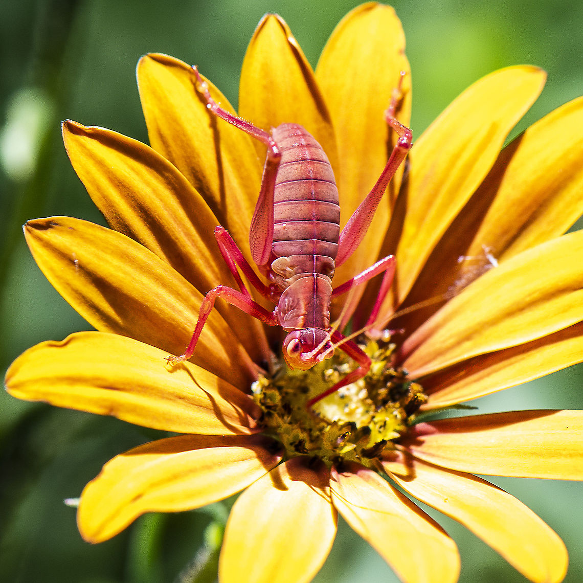 Katy Did Have Eyes For Me - Katydid  Australia,Caedicia simplex,Geotagged,Summer