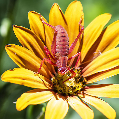 Katy Did Have Eyes For Me - Katydid  Australia,Caedicia simplex,Geotagged,Summer
