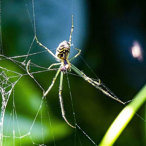 Stretch The Green Legged Spider - Leucage granulata ?  Australia,Geotagged,Leucage granulata,Leucauge granulata,Summer