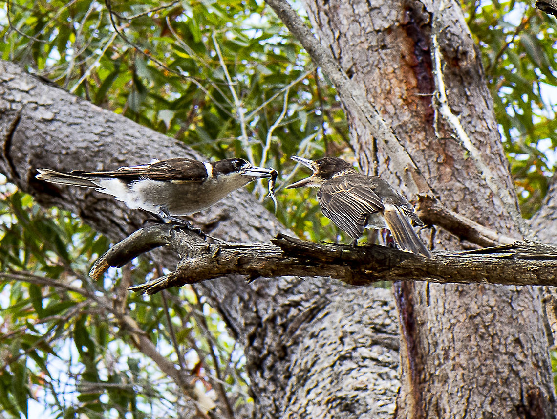 Show me the skink!  Grey butcher birds Only had my macro with me but couldn&#039;t resist the loud calling of the young bird. Australia,Cracticus torquatus,Geotagged,Grey Butcherbird,Summer