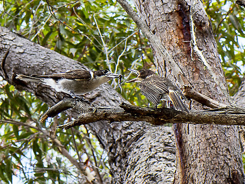 Show me the skink!  Grey butcher birds Only had my macro with me but couldn't resist the loud calling of the young bird. Australia,Cracticus torquatus,Geotagged,Grey Butcherbird,Summer