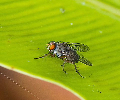 Tiny but cute - Bristle Fly  Australia,Geotagged,Summer