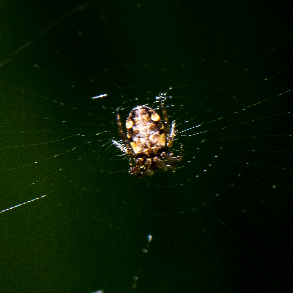 Eency weency spider- Orb  Australia,Geotagged,Summer