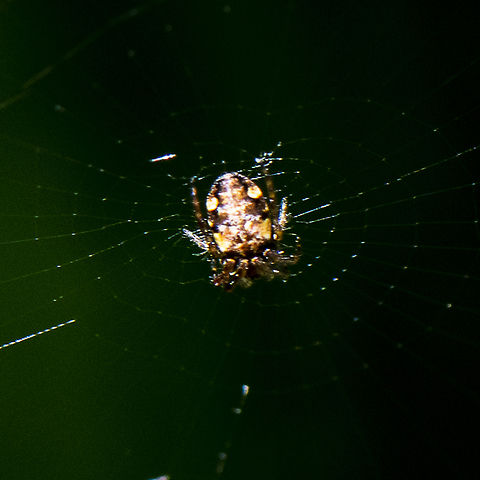 Eency weency spider- Orb  Australia,Geotagged,Summer
