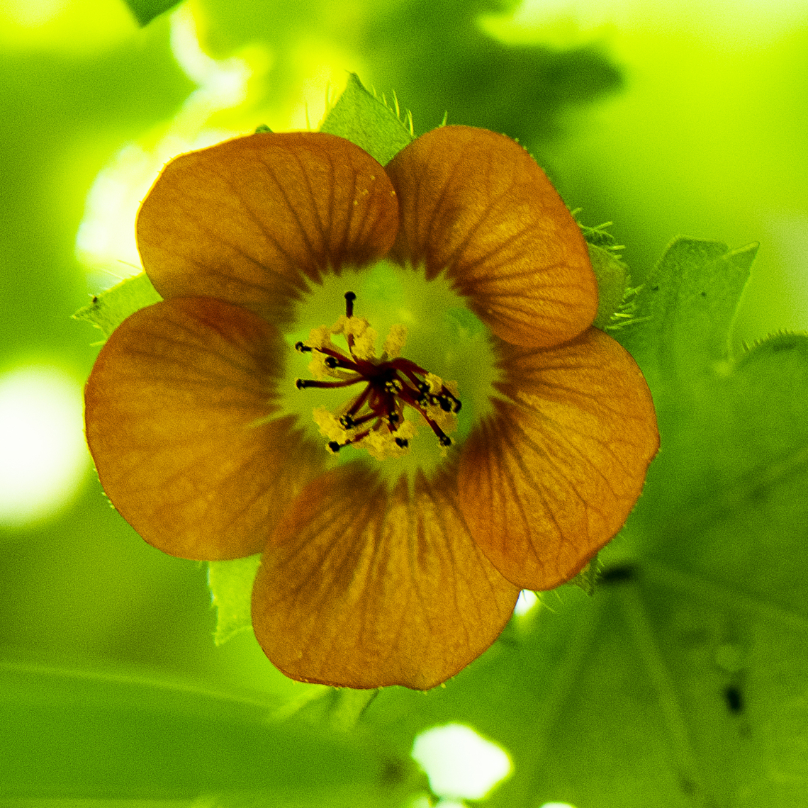 Modiola caroliniana - Red-flowered Mallow Is this a garden escapee Australia,Geotagged,Modiola,Modiola caroliniana,Summer