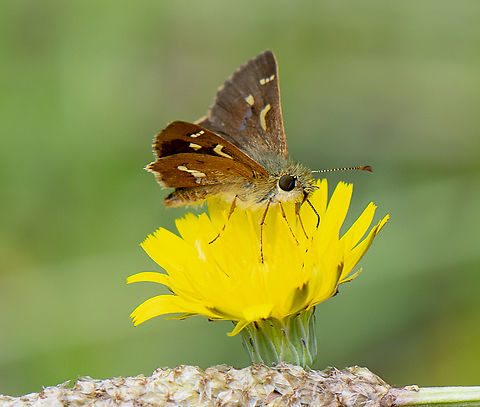 Barred Skipper - Dispar compacta  Australia,Dispar compacta,Geotagged,Summer,Suniana sunias