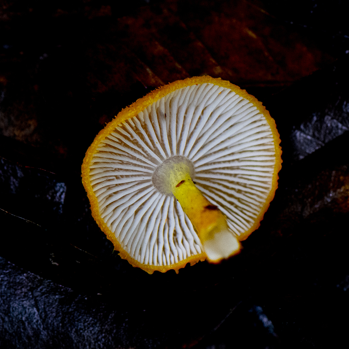 Orange Fungus Cyptotrama aspratum (common name - Gold Tufts), family Marasmiaceae, is a small delicate agaric growing on dead wood in moist forests. It is distinctive with it&#039;s yellow cap covered in pointed fibrillose scales when young, which fall off as the cap expands and flattens with age.<br />
<br />
Gills are white and rather widely spaced. Spore print white . Stem is white with a yellow tinge, darker at the base, and is warty. It grows singly or in small groups.<br />
<br />
<a href="https://australianfungi.blogspot.com/2007/03/2-cyptotrama-aspratum.html" rel="nofollow">https://australianfungi.blogspot.com/2007/03/2-cyptotrama-aspratum.html</a> Australia,Geotagged,Summer