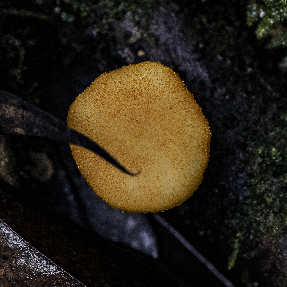 Orange Fungus - Cyptotrama aspratum  Australia,Geotagged,Summer