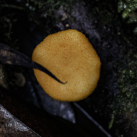 Orange Fungus - Cyptotrama aspratum  Australia,Geotagged,Summer