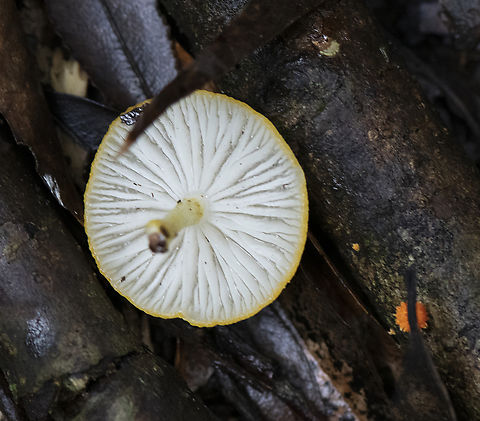 Pearl White Fungus  Australia,Geotagged,Summer