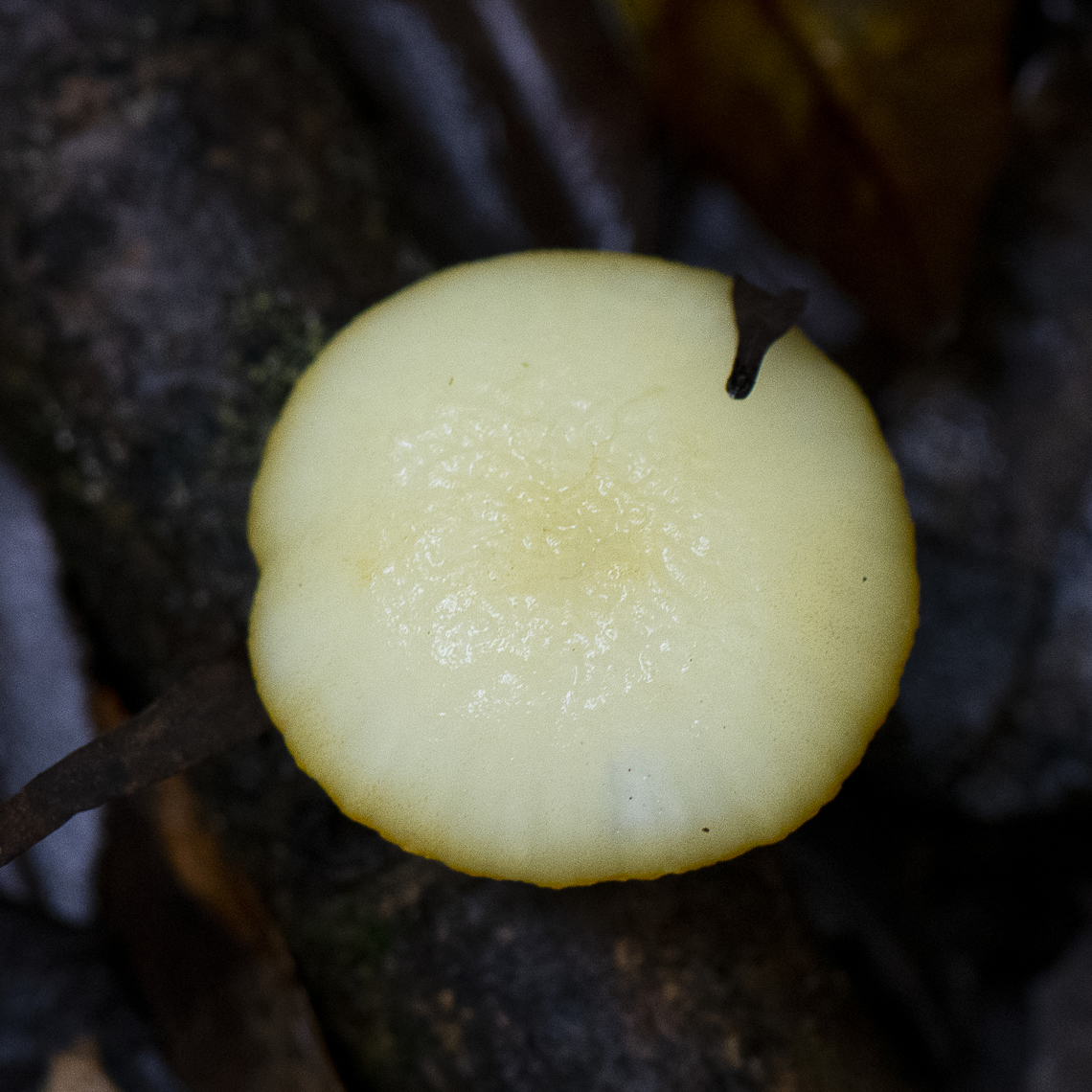 Pearl White Fungus  Australia,Geotagged,Summer