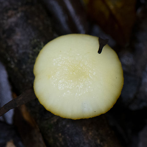 Pearl White Fungus  Australia,Geotagged,Summer