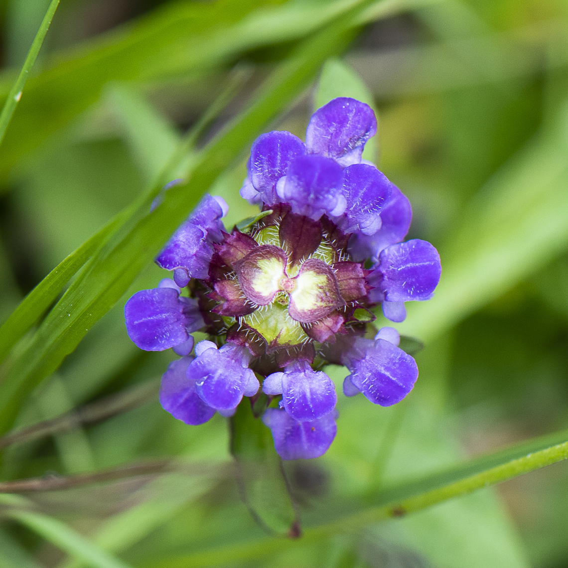 Common Self Heal - Prunella Vulgaris  Australia,Common self-heal,Geotagged,Prunella vulgaris,Summer