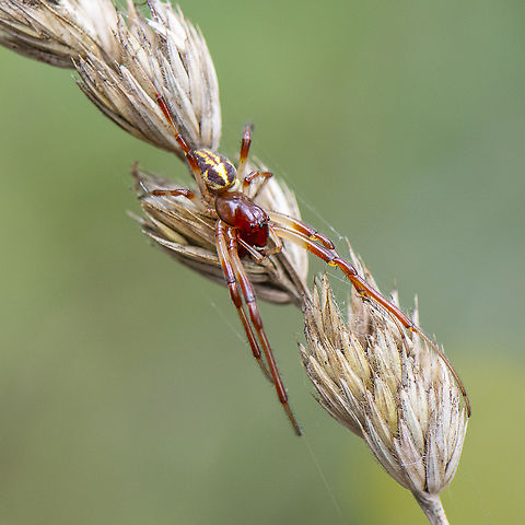 Red and Yellow Spider -  Phonognatha graeffei  Australia,Geotagged,Leaf curling spider,Phonognatha graeffei,Summer