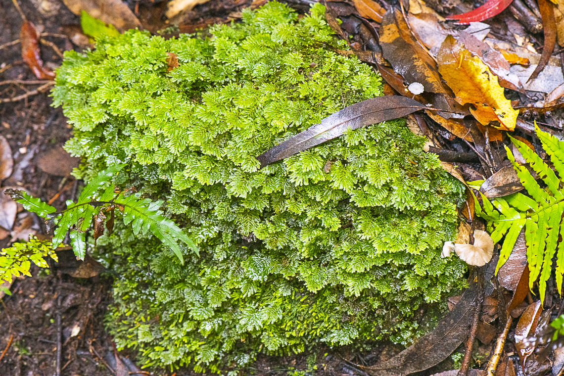 Moss - Rosulabryum torquescens  Australia,Geotagged,Summer