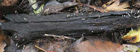 Tiny Fingers - Xylaria  Australia,Dead Man's Fingers,Geotagged,Summer,Xylaria polymorpha