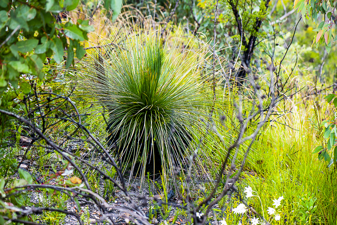 Grass Tree - Xanthorrhoea sp  Australia,Geotagged,Summer,Xanthorrhoea quadrangulata
