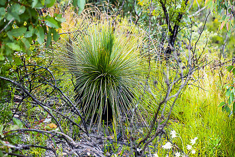 Grass Tree - Xanthorrhoea sp  Australia,Geotagged,Summer,Xanthorrhoea quadrangulata