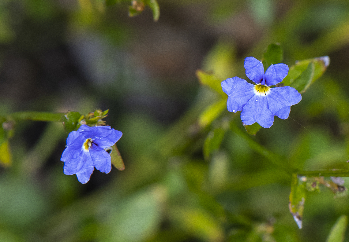 Dampiera Stricta  Australia,Blue Dampiera,Dampiera stricta,Geotagged,Summer