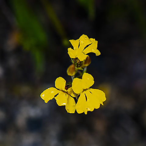Daisy Leaved Goodenia ?  Australia,Geotagged,Summer