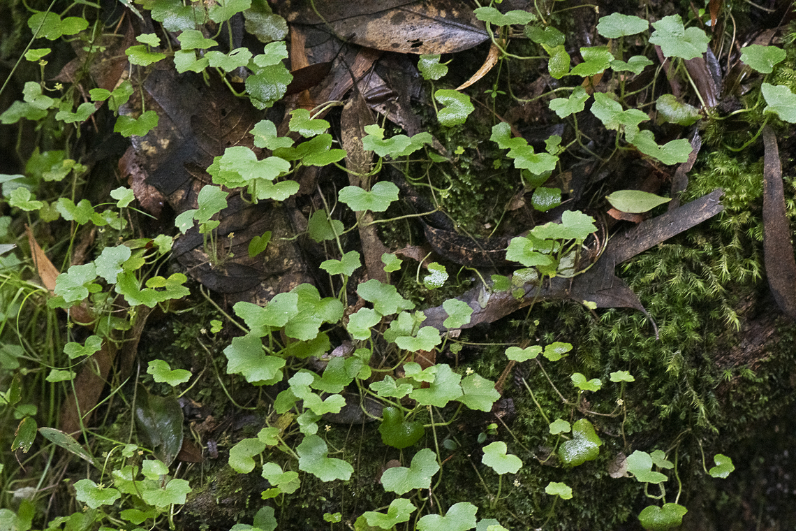 Pennywort - Hydrocotyle acutiloba  Australia,Geotagged,Summer