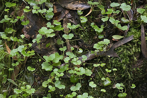 Pennywort - Hydrocotyle acutiloba  Australia,Geotagged,Summer