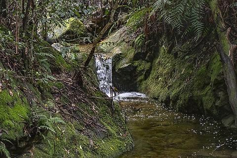 Coachwood Glen  Australia,Geotagged,Summer